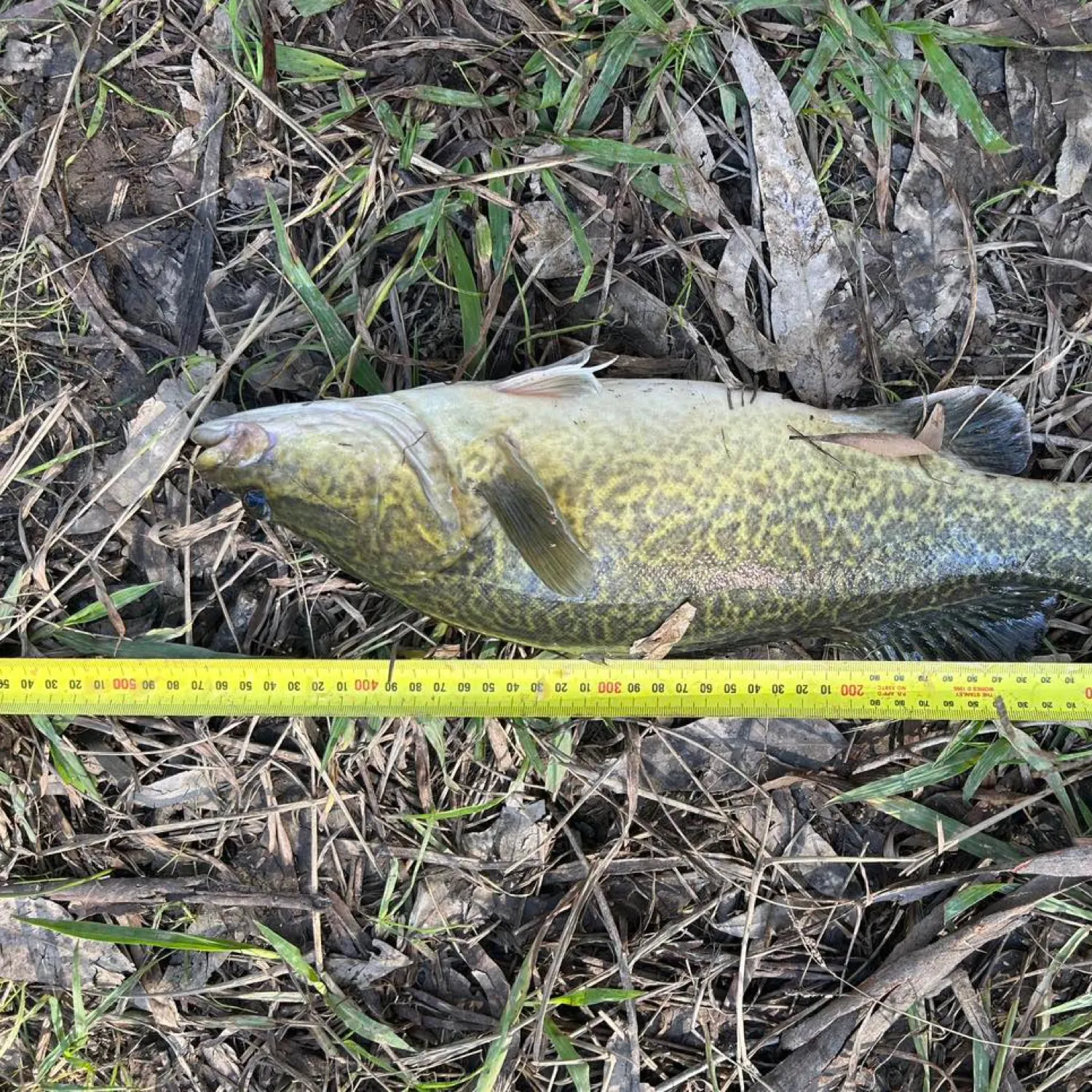 most liked catch image