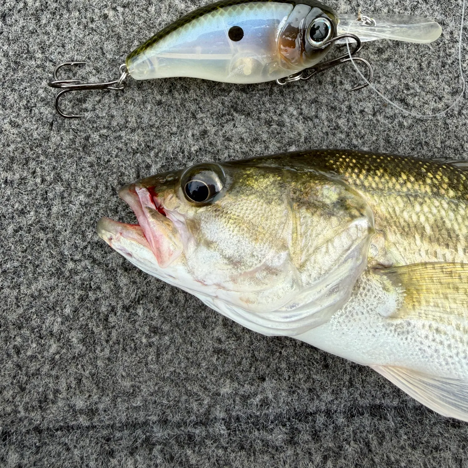 Spotted bass caught on Fishbrain