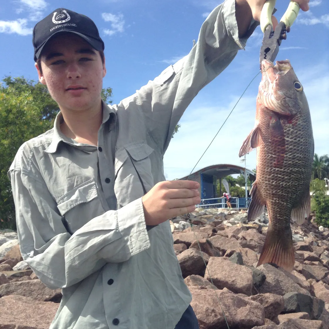 Mangrove snapper caught on Fishbrain