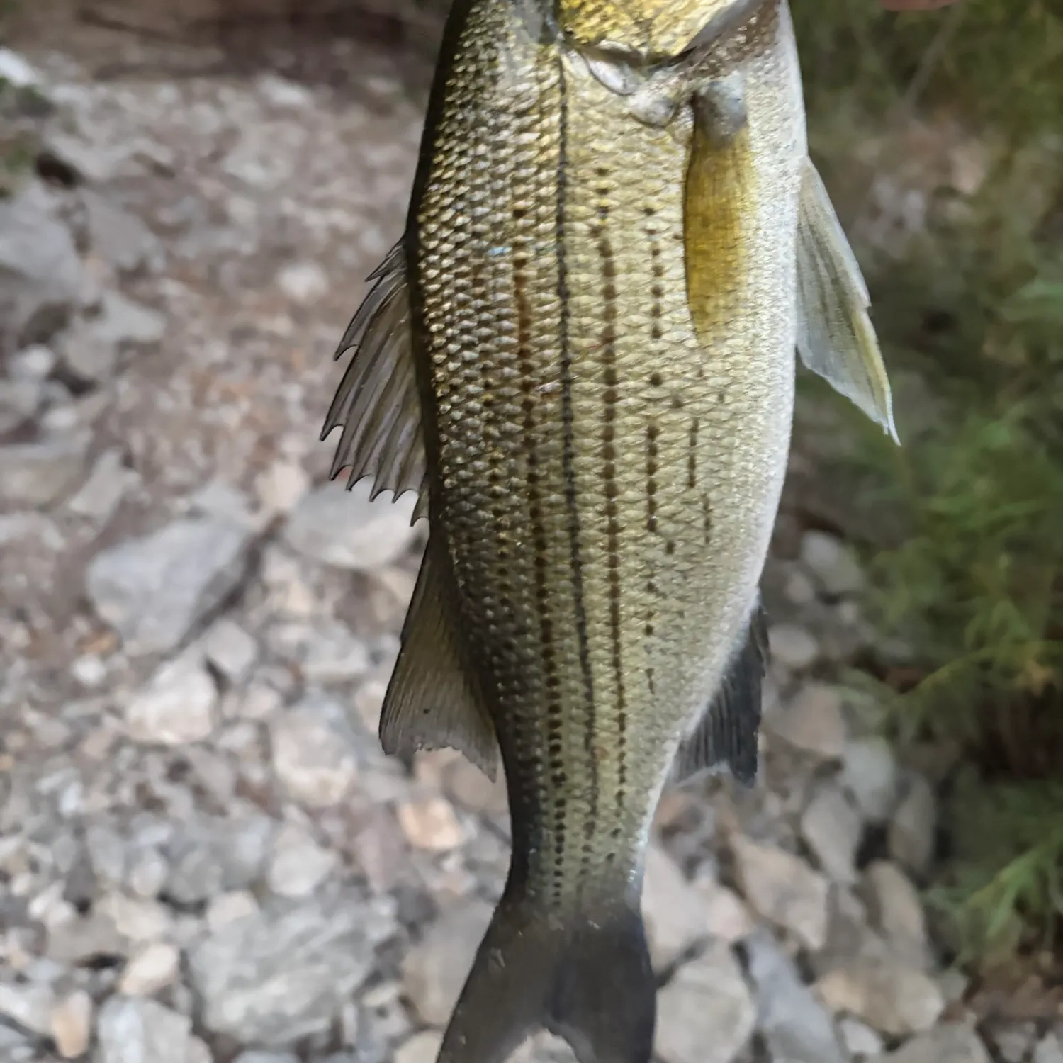White bass caught on Fishbrain