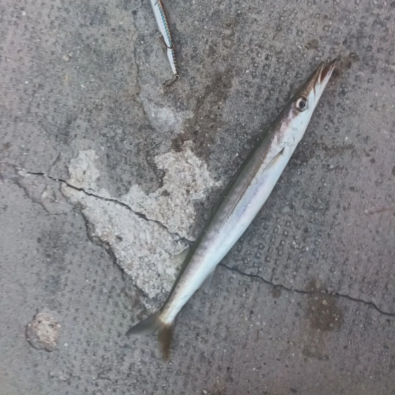 The most recent European barracuda catches on Fishbrain