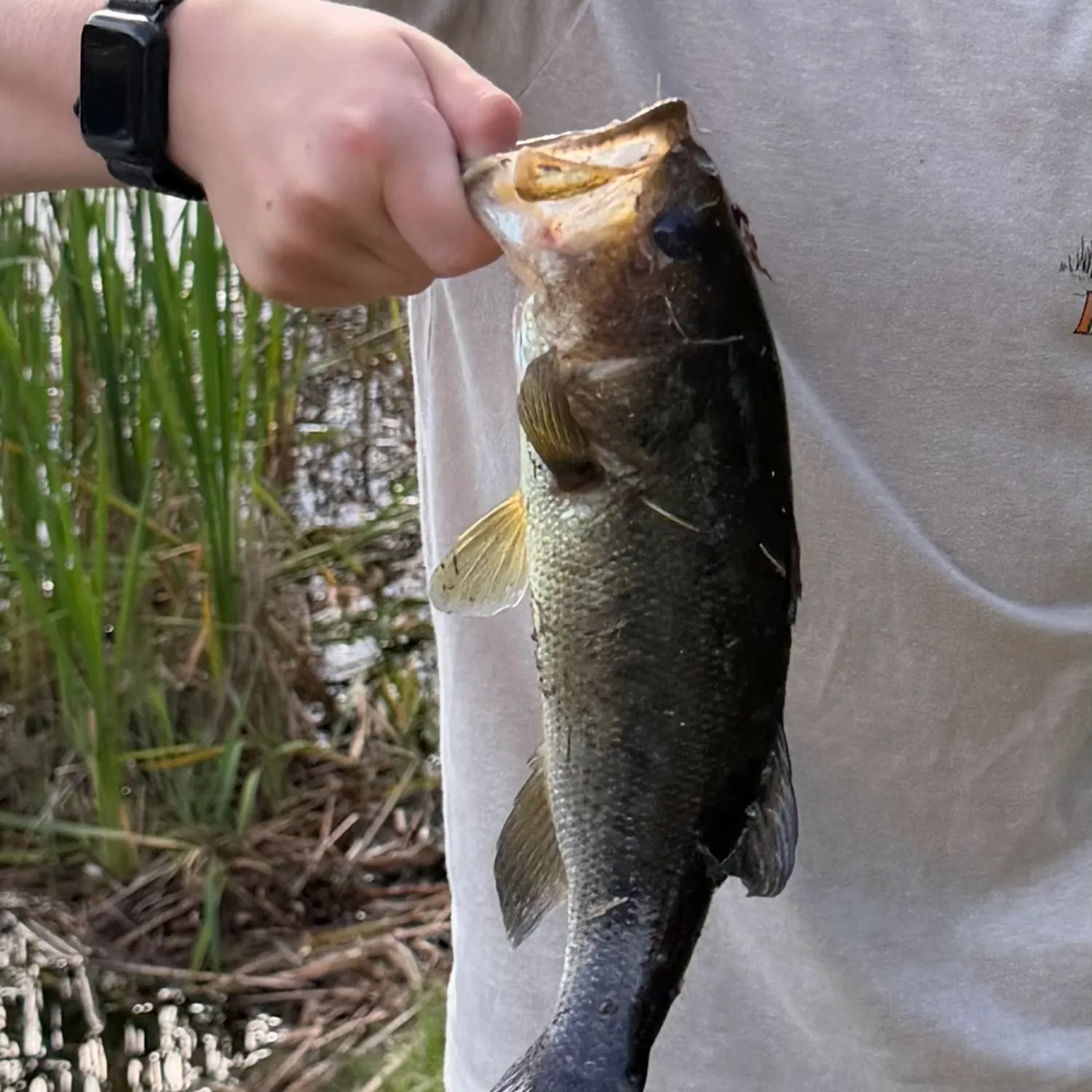 Largemouth bass caught on Fishbrain