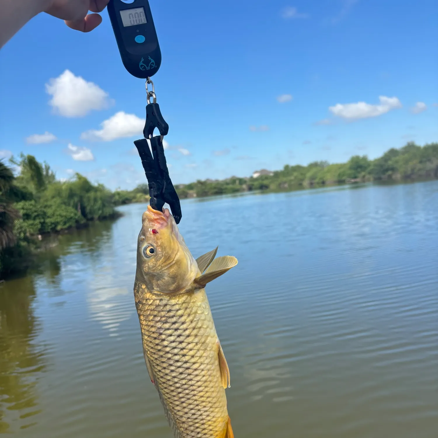 Common carp caught on Fishbrain