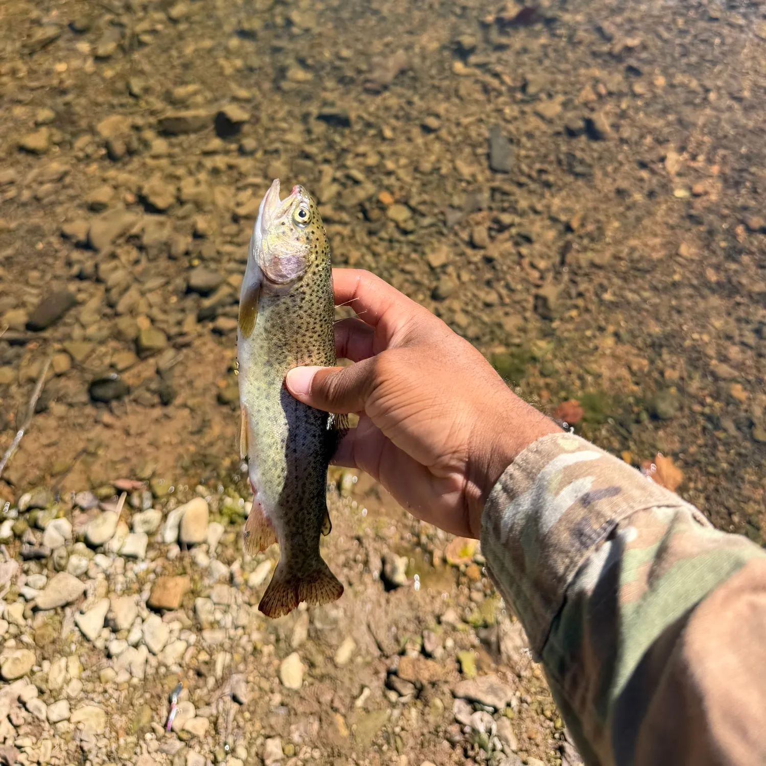 Rainbow trout caught on Fishbrain