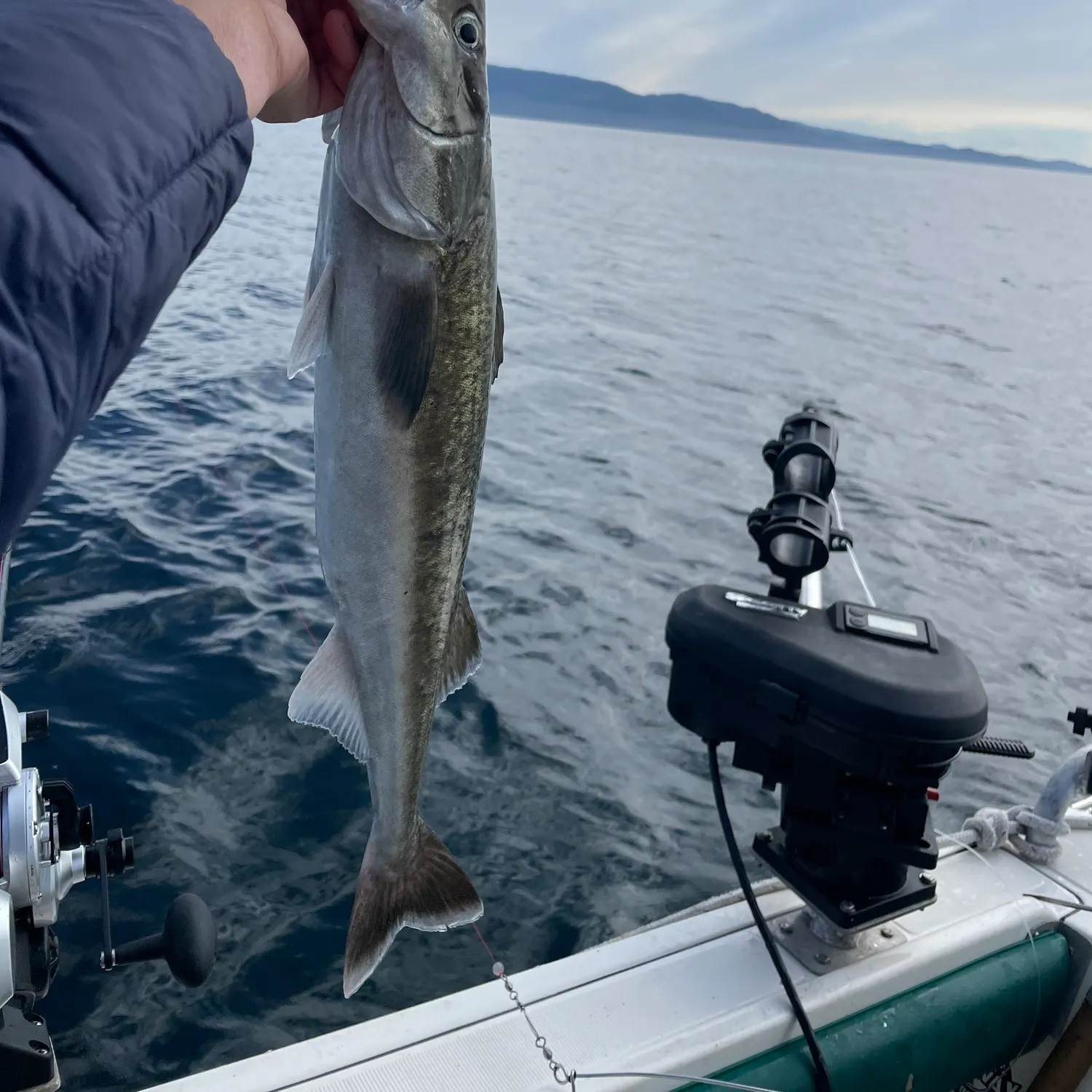 Sablefish caught on Fishbrain