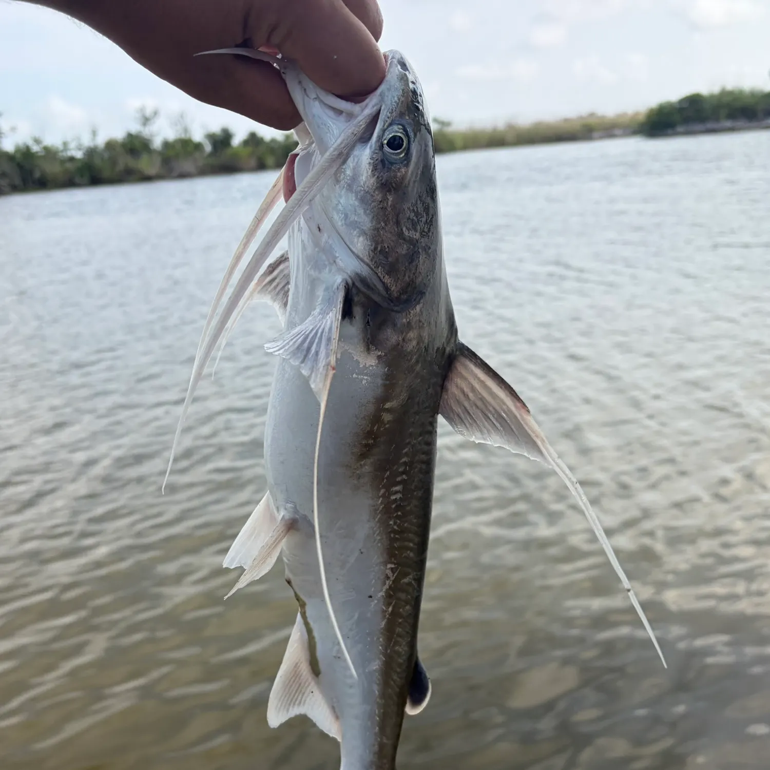 Gafftopsail sea catfish caught on Fishbrain