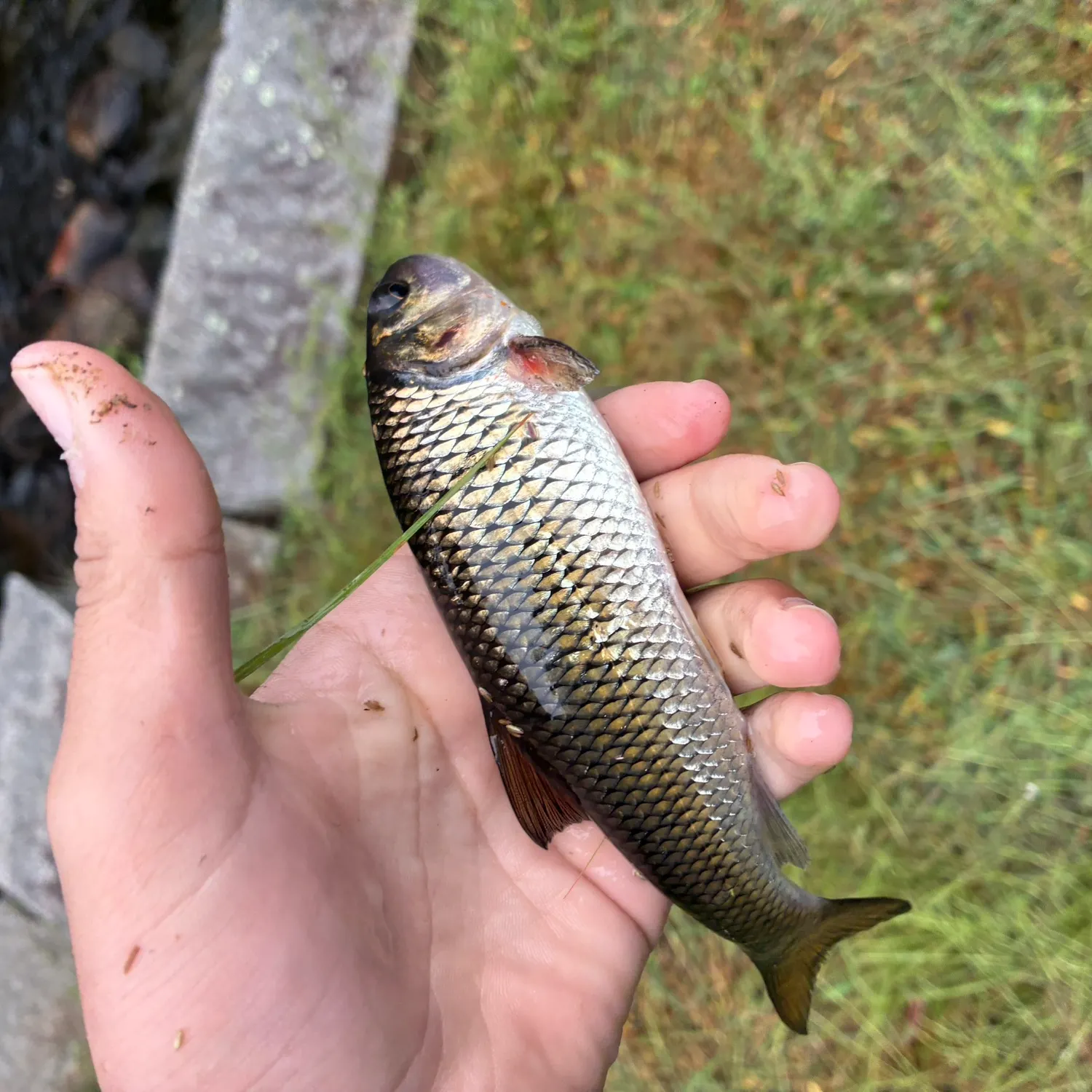 Fallfish caught on Fishbrain