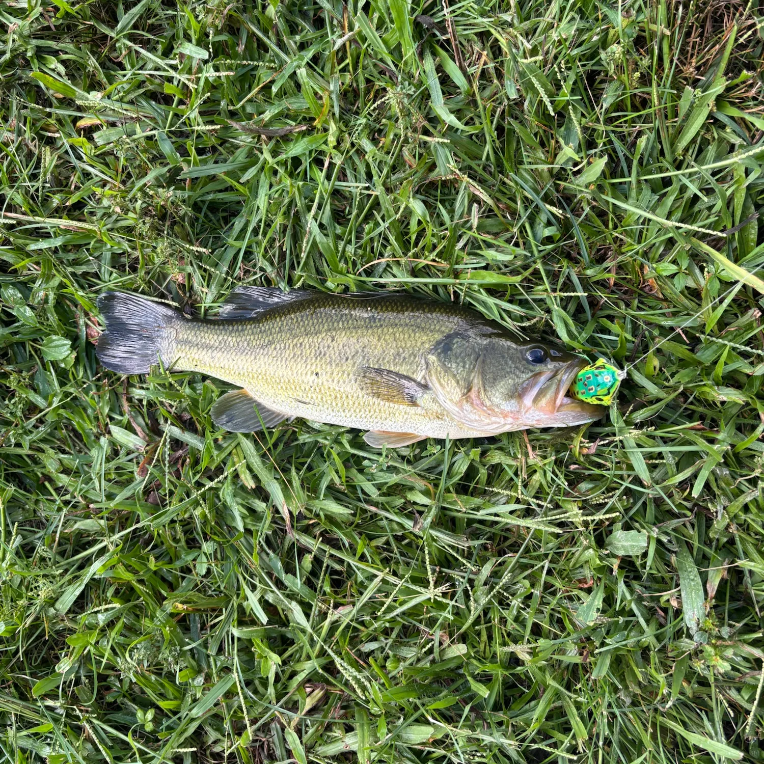Largemouth bass caught on Fishbrain