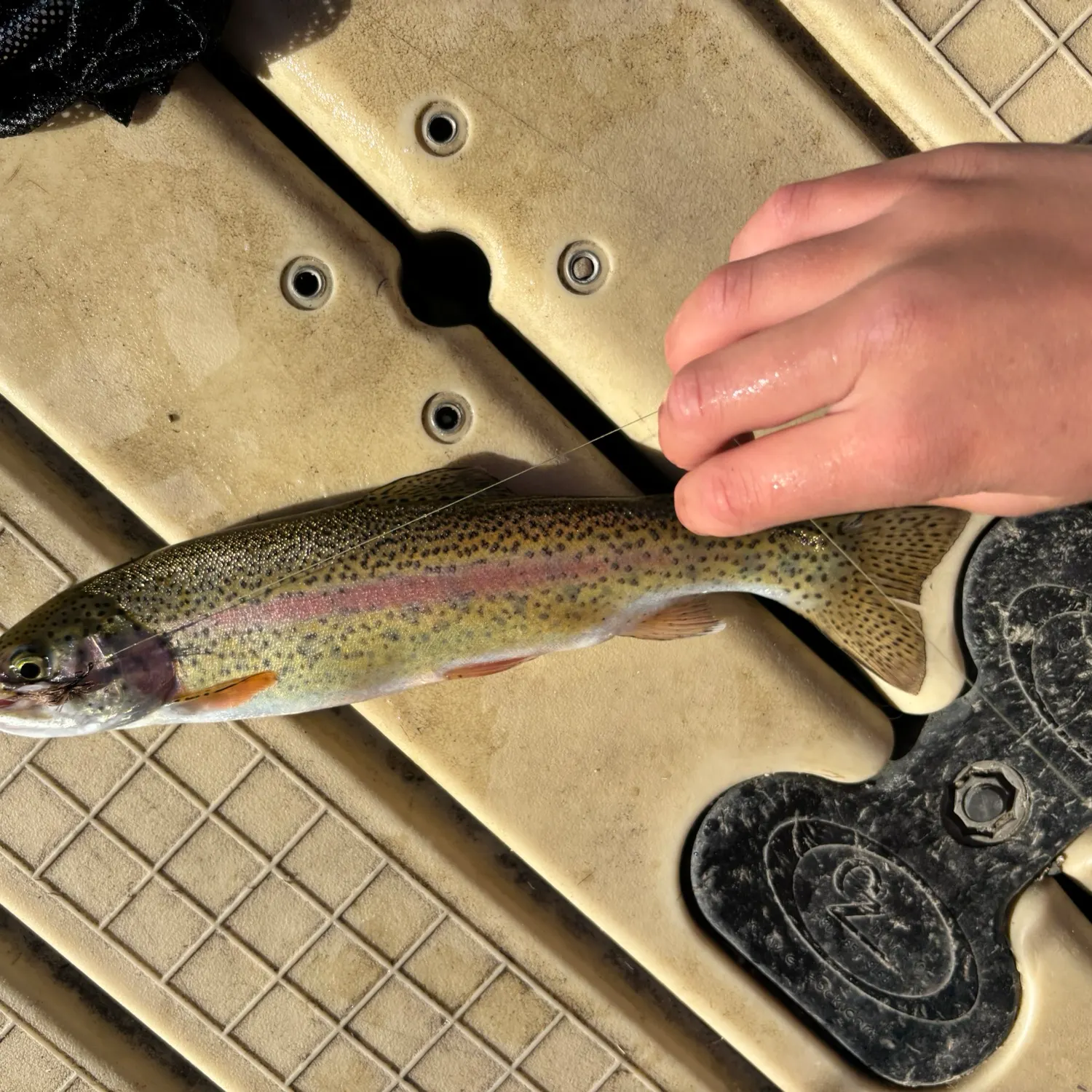 Rainbow trout caught on Fishbrain