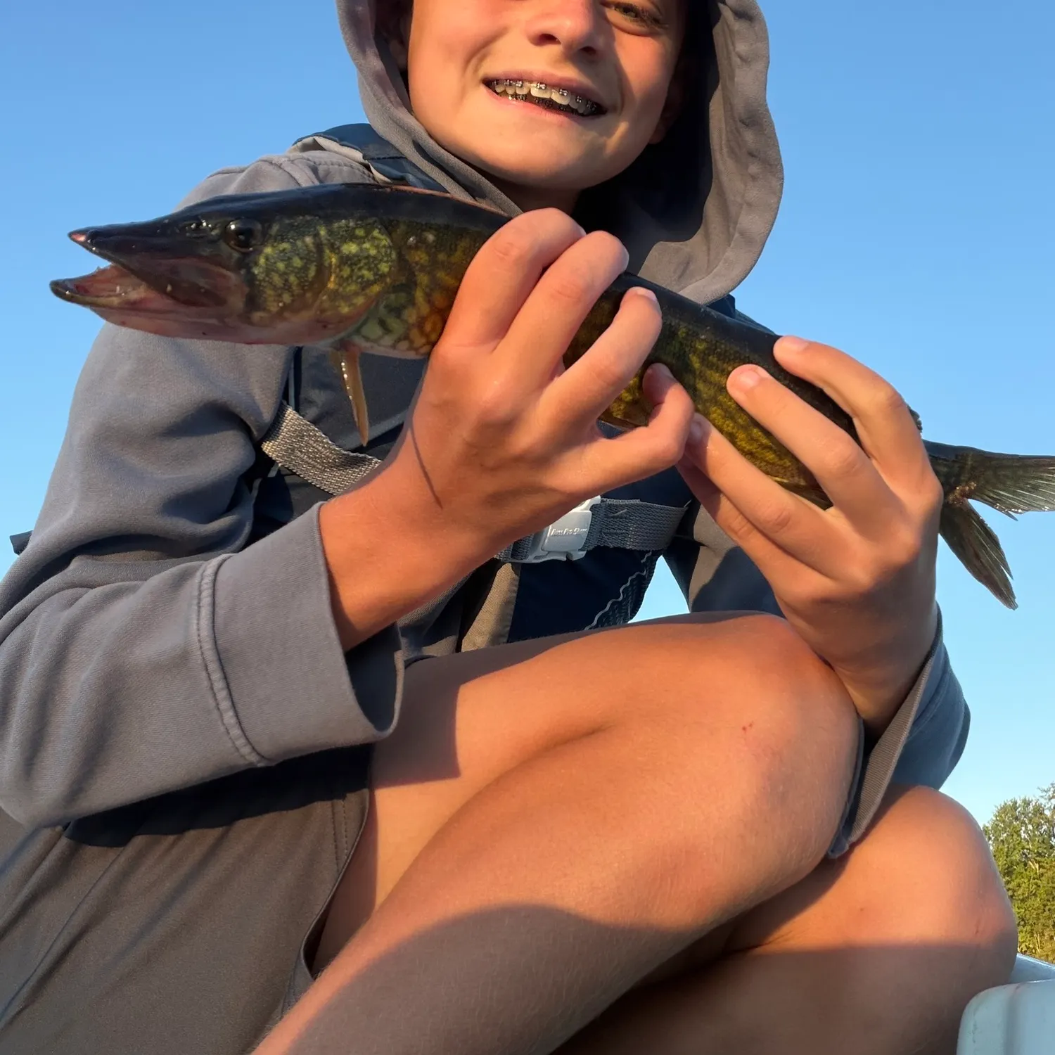 Chain pickerel caught on Fishbrain