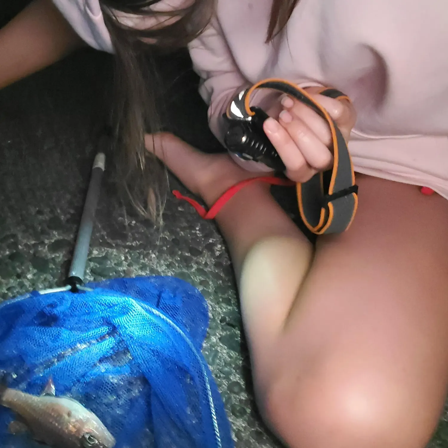 The most recent Bandfin cardinalfish catches on Fishbrain
