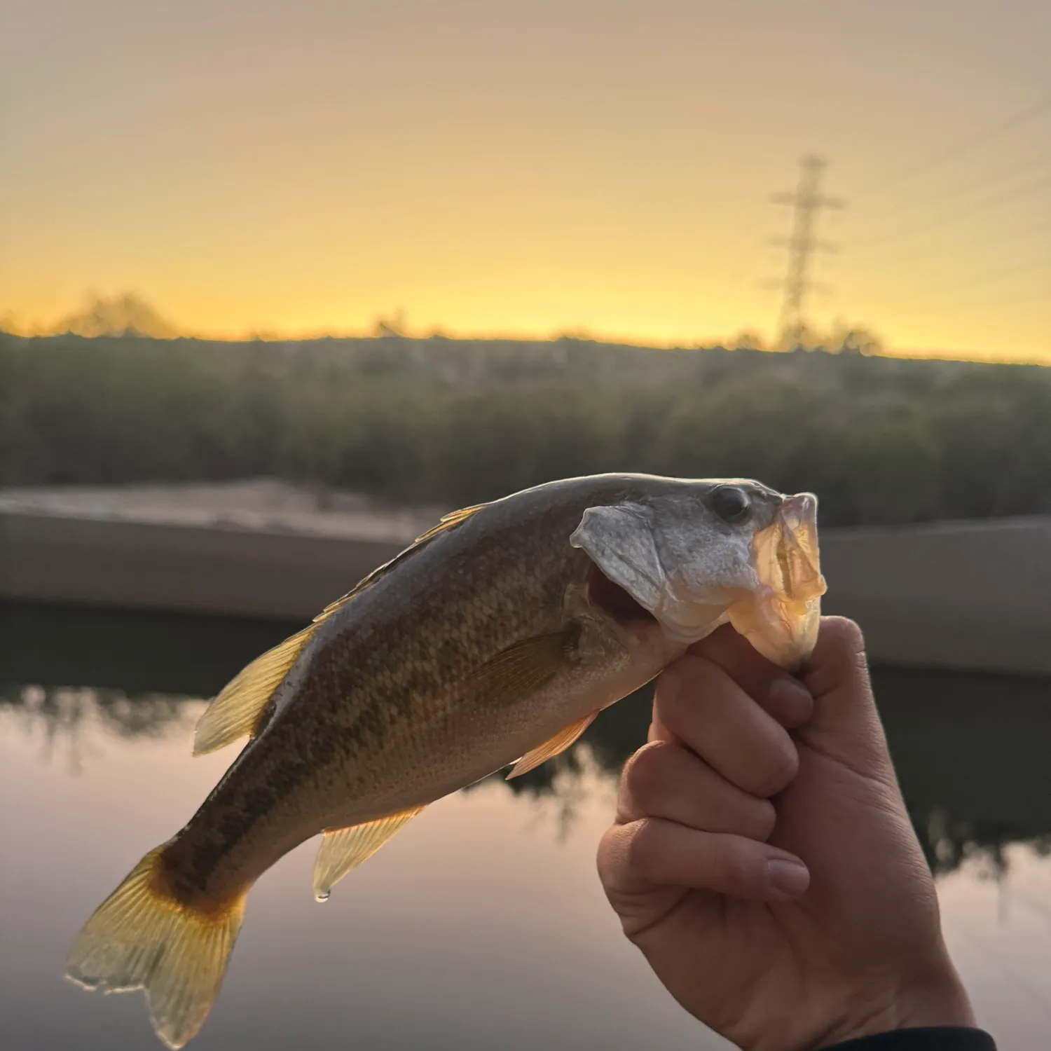 The most recent Largemouth bass catches on Fishbrain