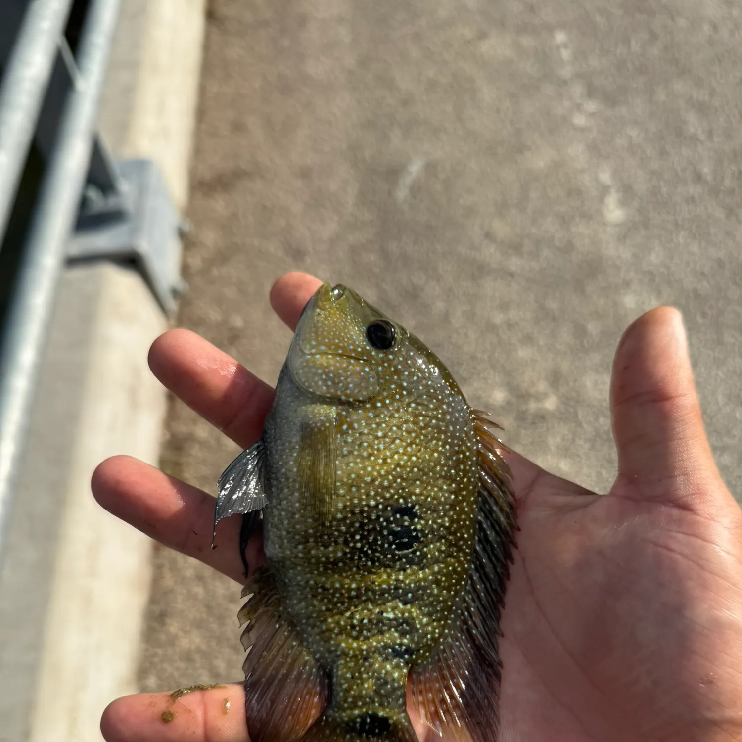 Rio Grande cichlid caught on Fishbrain