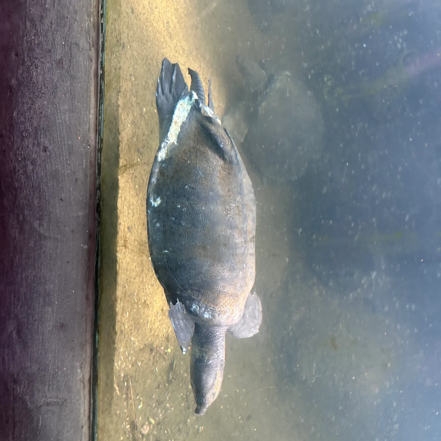 Fish caught on Fishbrain