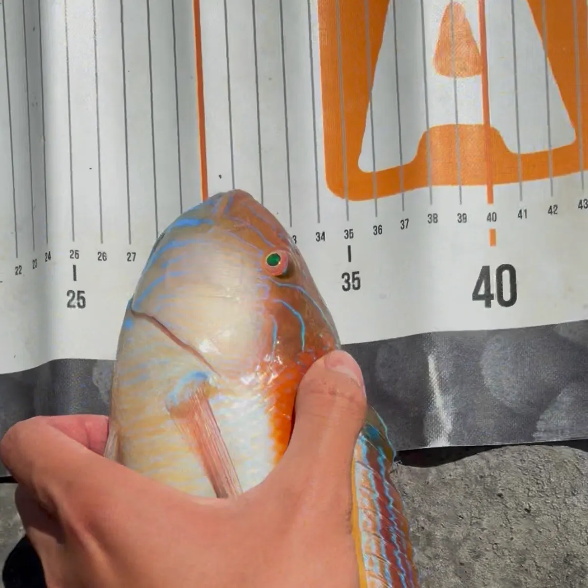 The most recent Maori wrasse catches on Fishbrain
