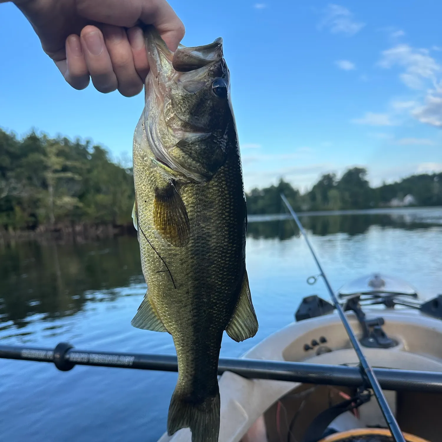 Largemouth bass caught on Fishbrain