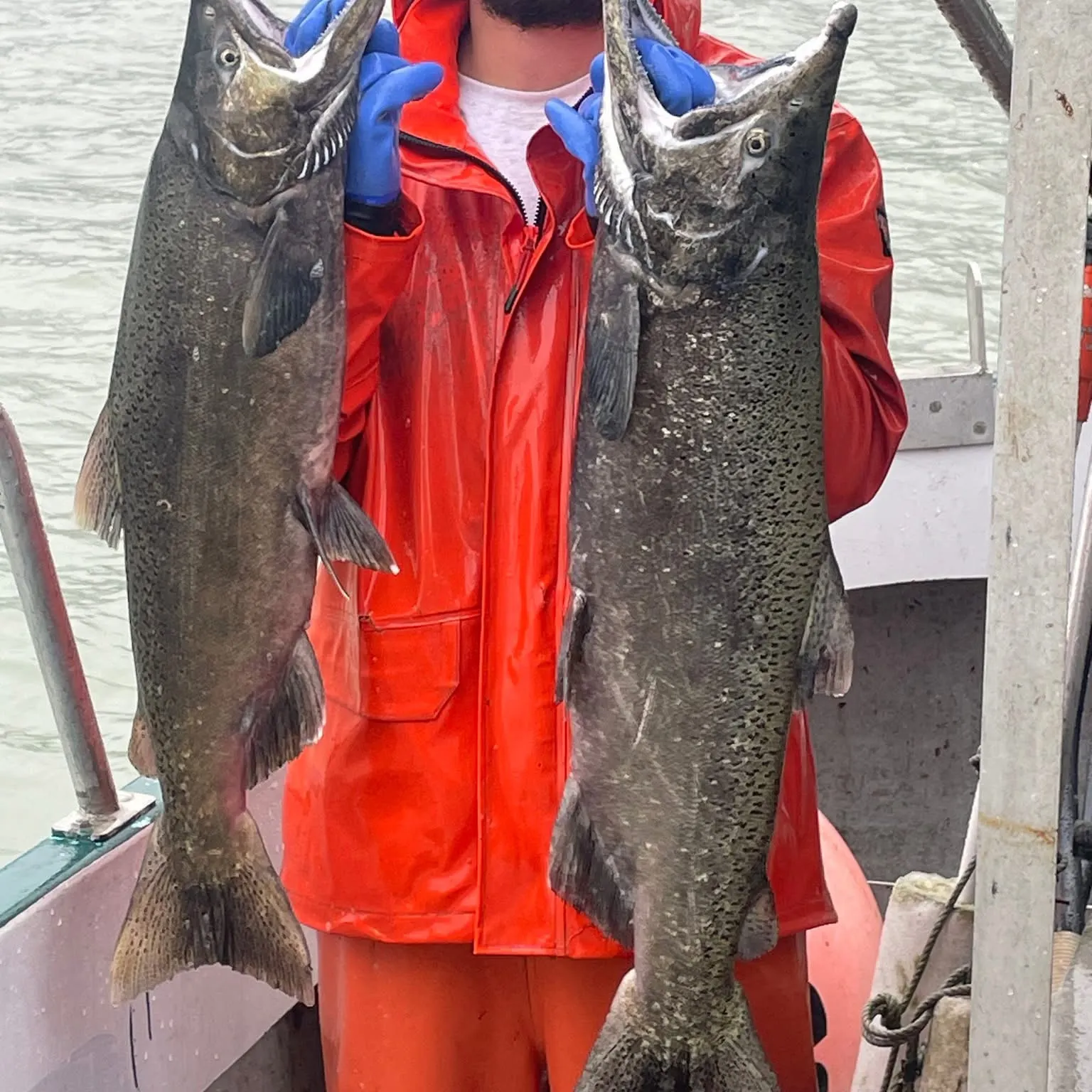 The most recent Chinook salmon catches on Fishbrain