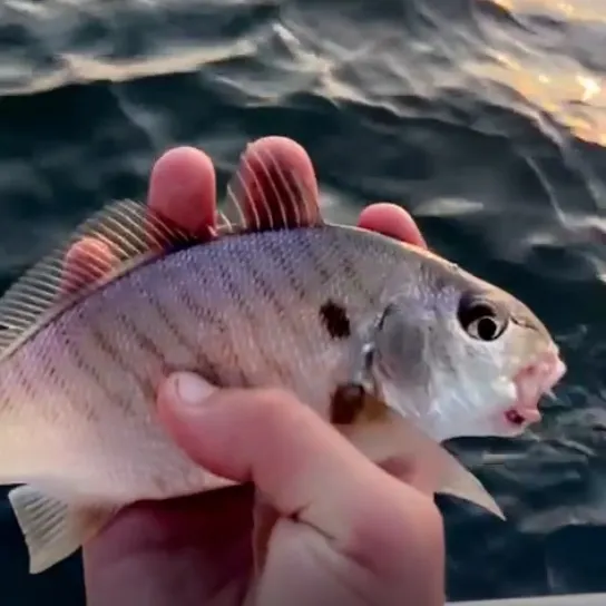 Spot croaker caught on Fishbrain