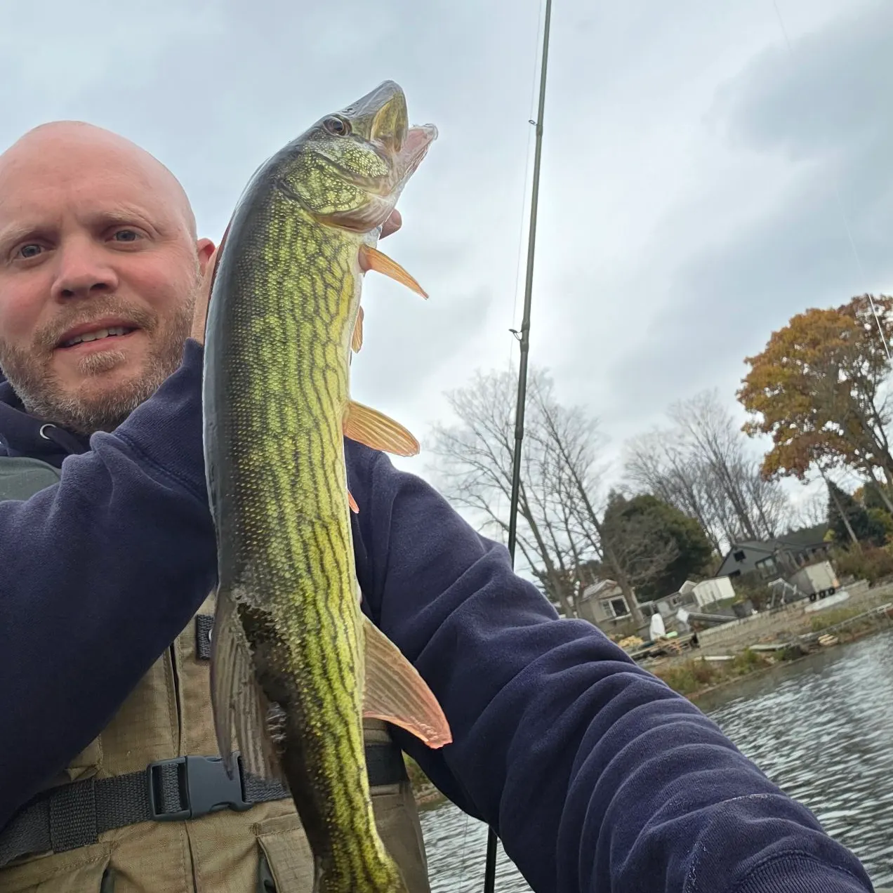 Chain pickerel caught on Fishbrain