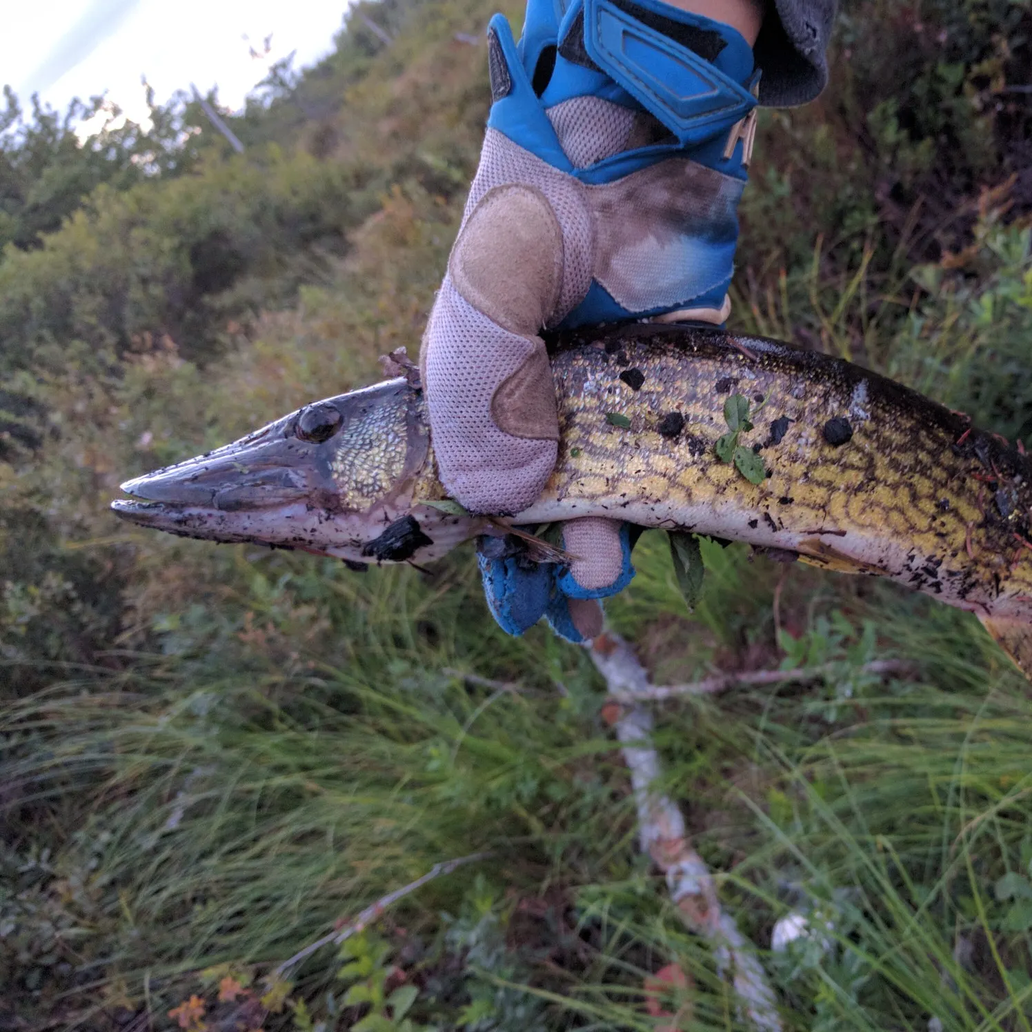 Chain pickerel caught on Fishbrain