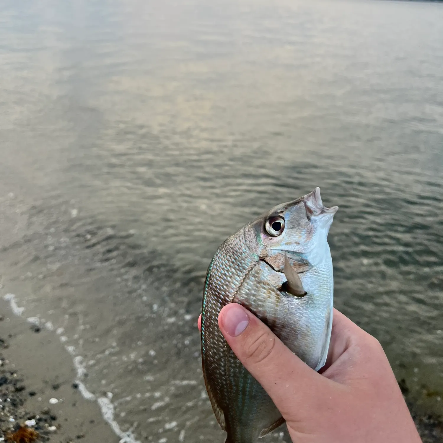 The most recent Smooth hammerhead shark catches on Fishbrain