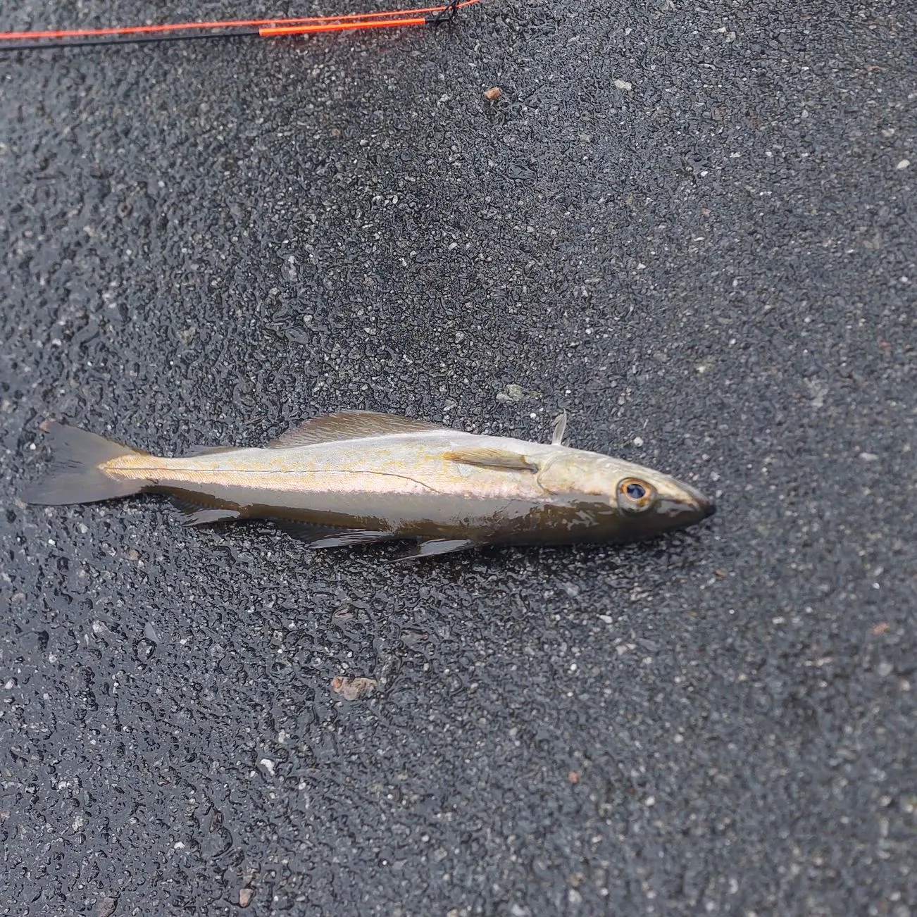 The most recent Pollack catches on Fishbrain