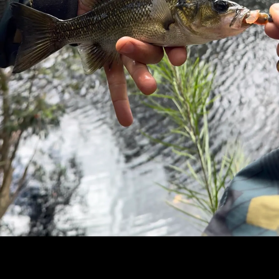 The most recent Estuary perch catches on Fishbrain