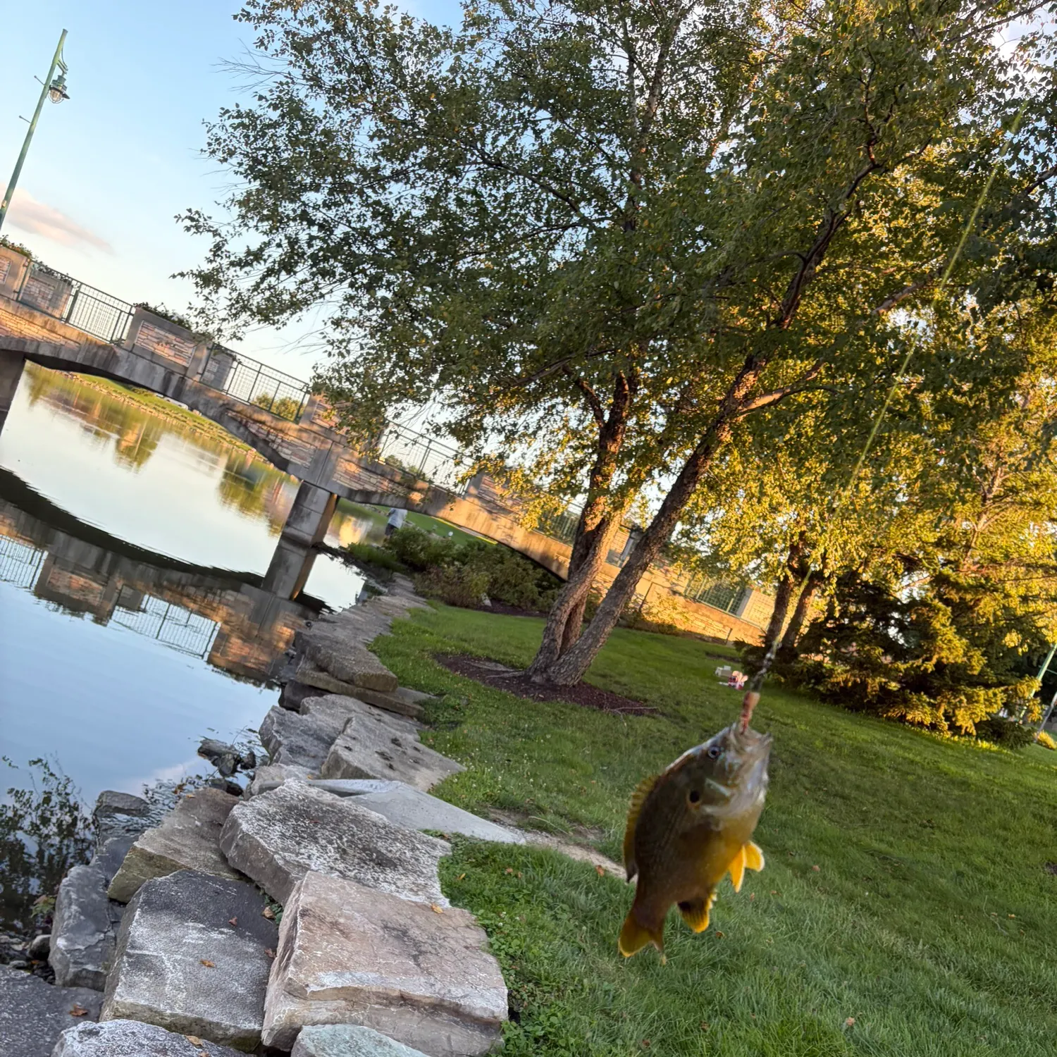 catch