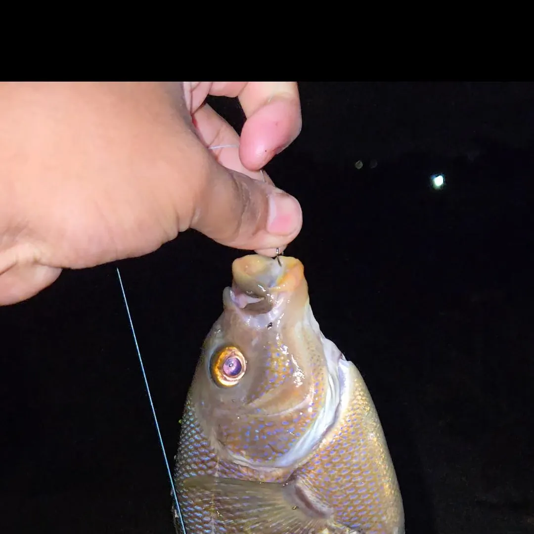 The most recent Black perch catches on Fishbrain