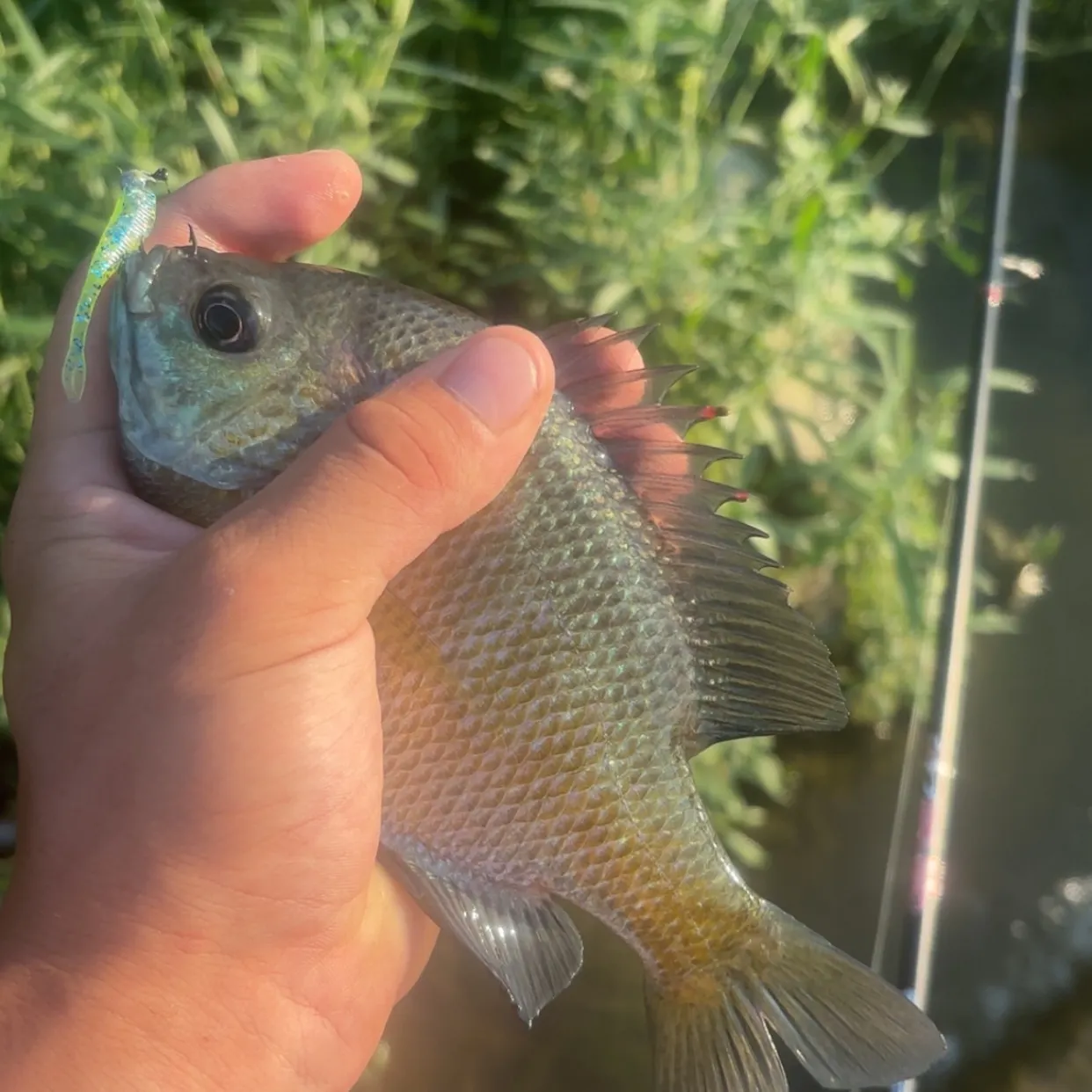 Bluegill caught on Fishbrain
