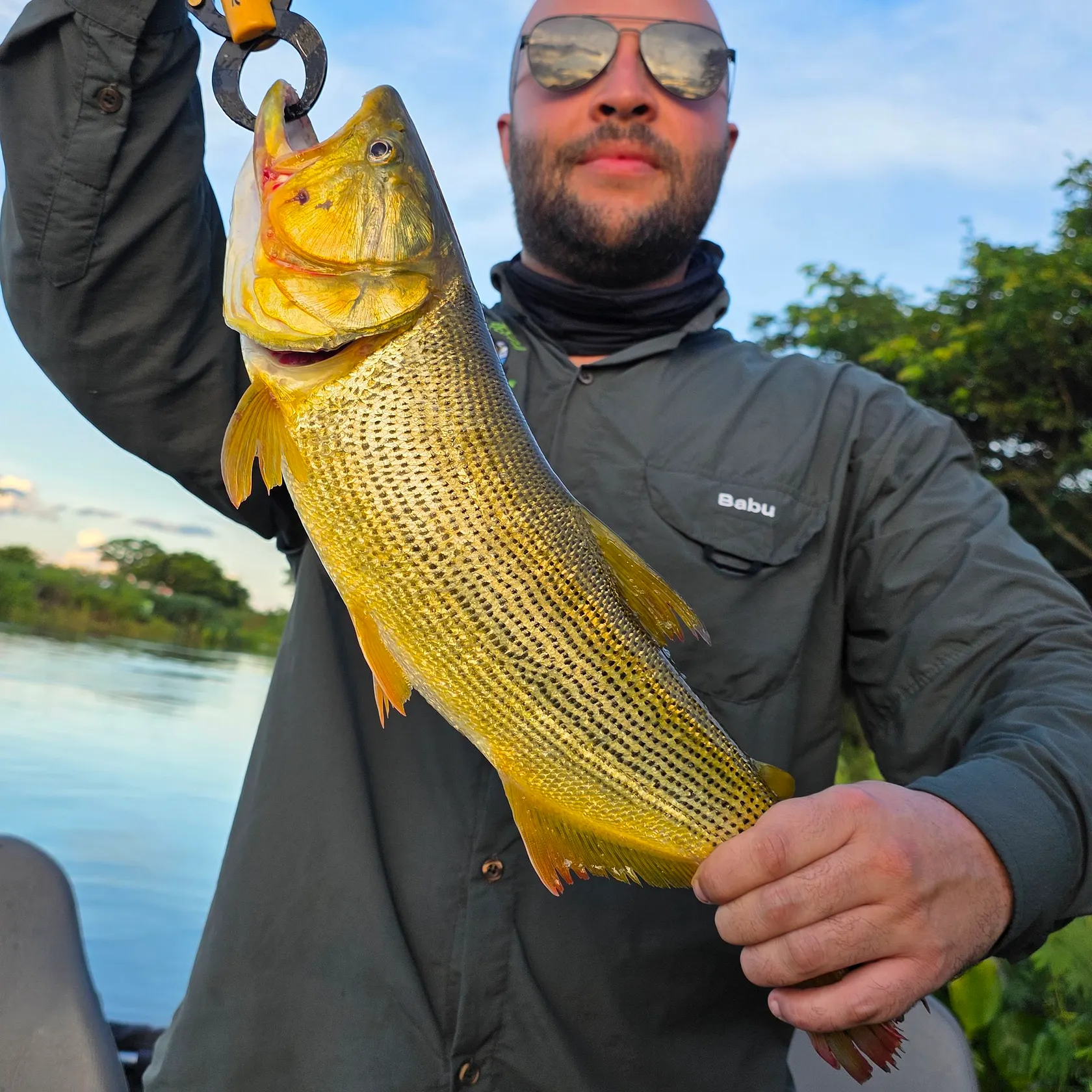 The most recent Golden dorado catches on Fishbrain