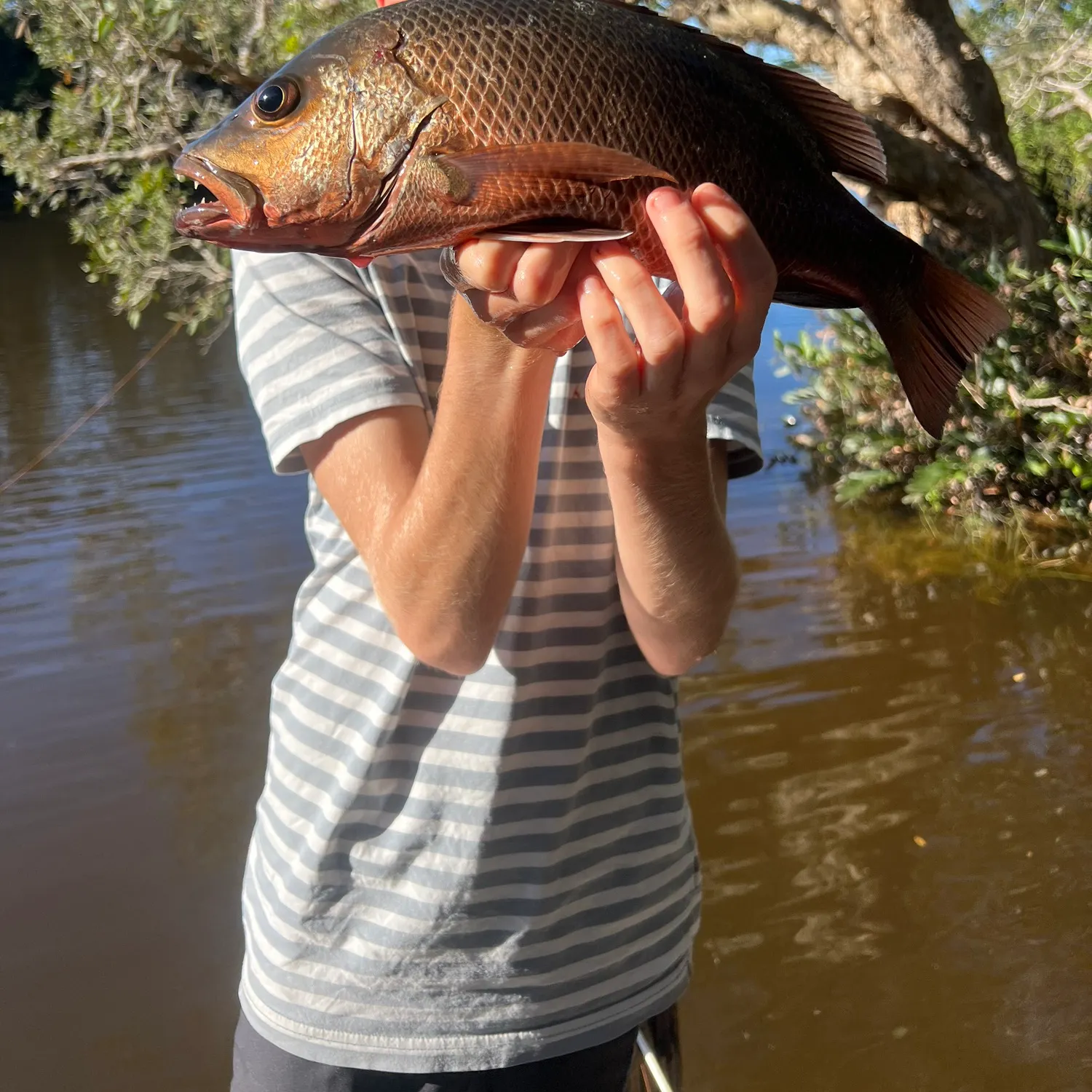 The most popular recent Mangrove red snapper catch on Fishbrain