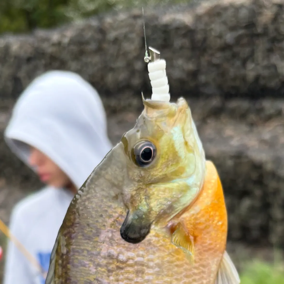 Bluegill caught on Fishbrain