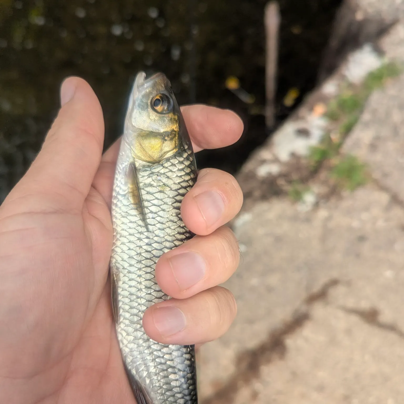 European chub caught on Fishbrain