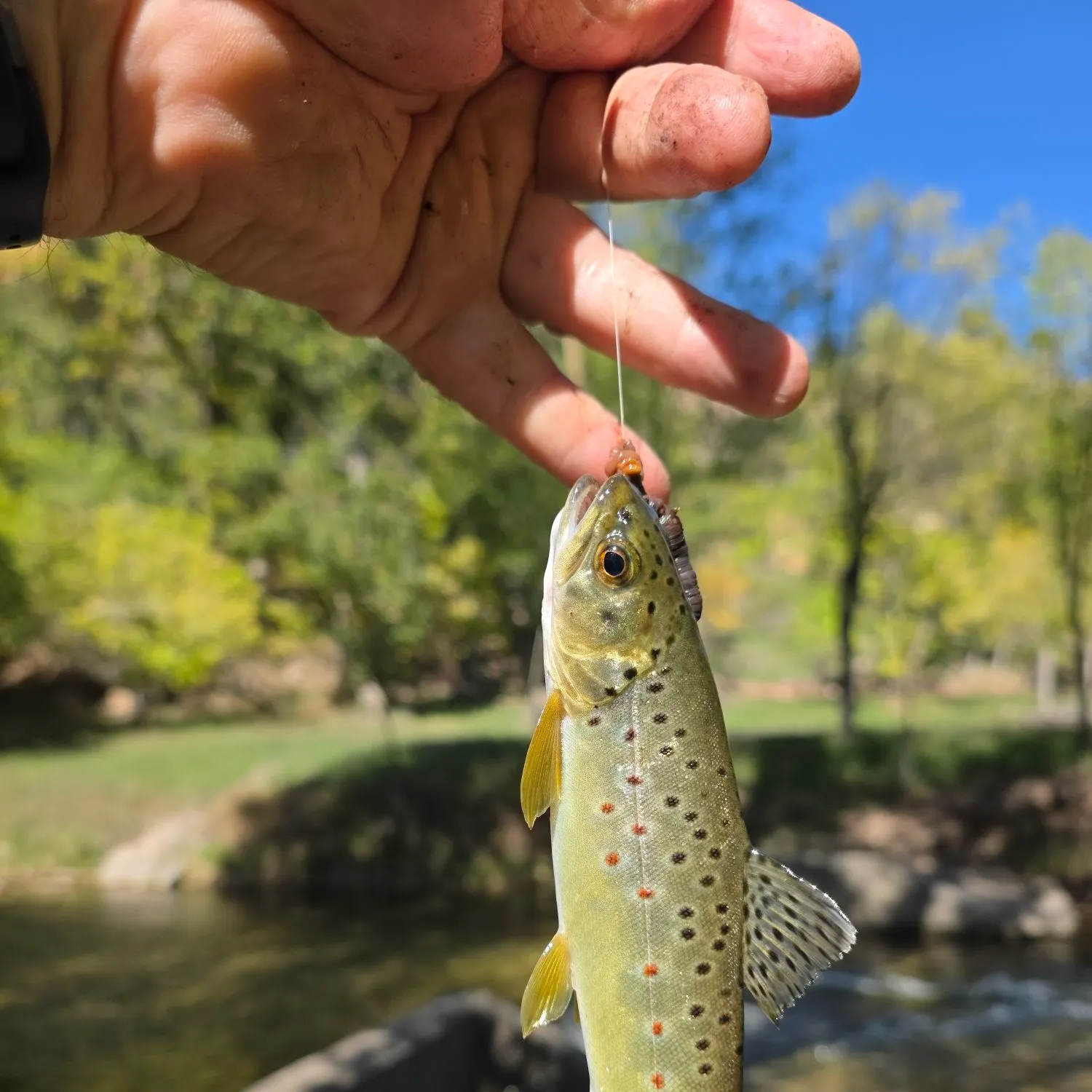 Brown trout caught on Fishbrain