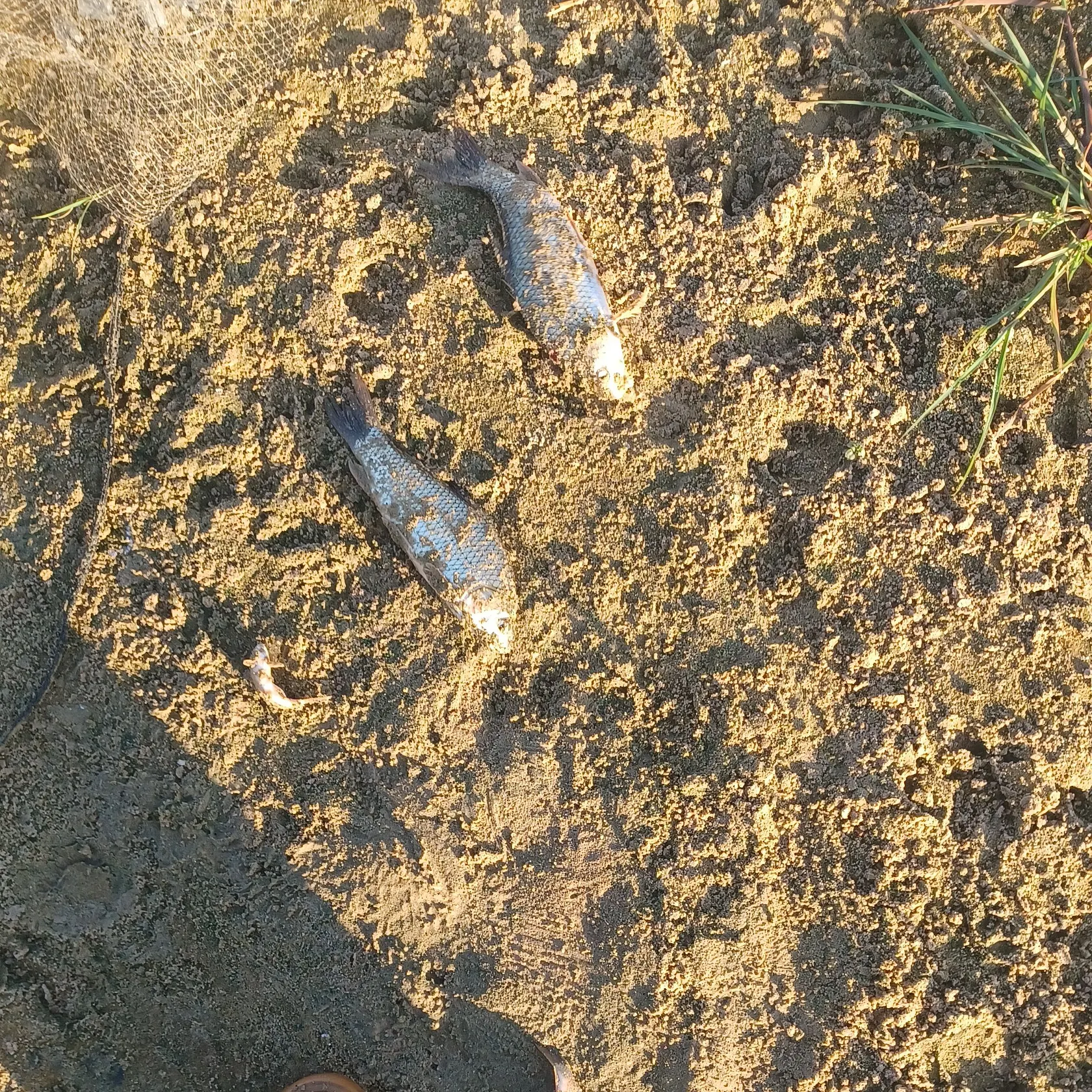 River carpsucker caught on Fishbrain