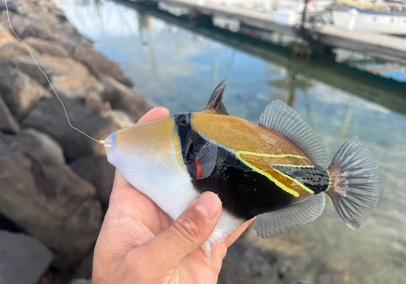 Wedge-tail triggerfish