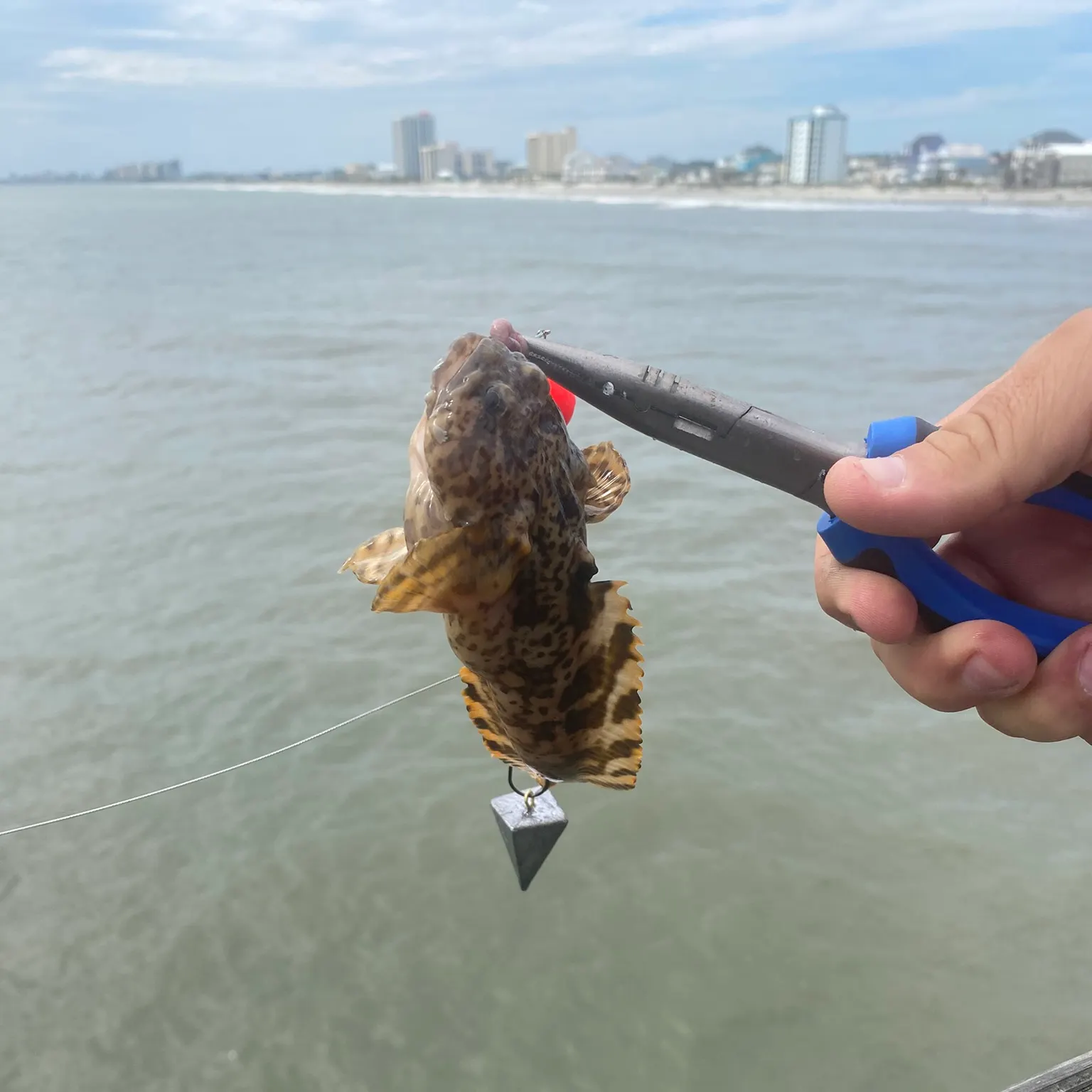 The most recent Oyster toadfish catches on Fishbrain