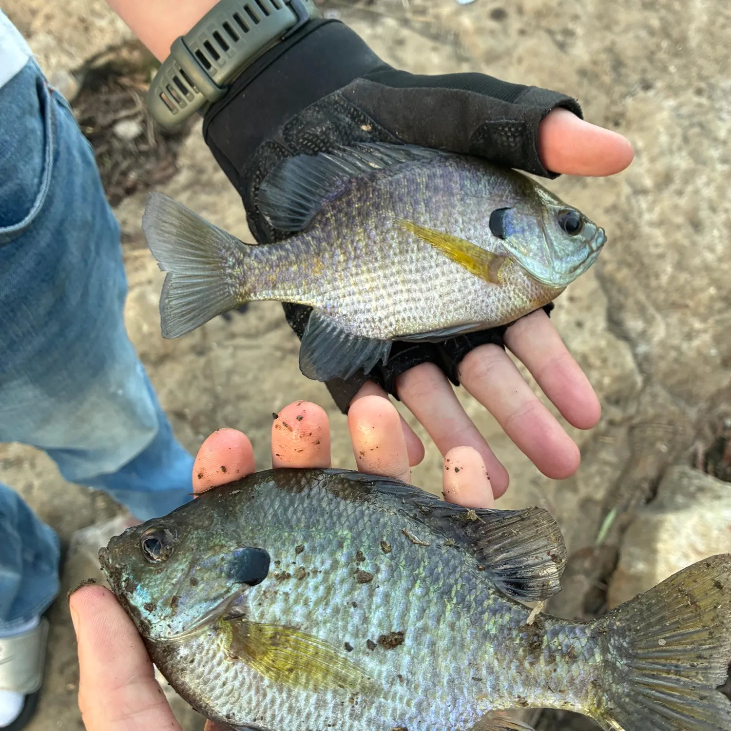 Bluegill caught on Fishbrain