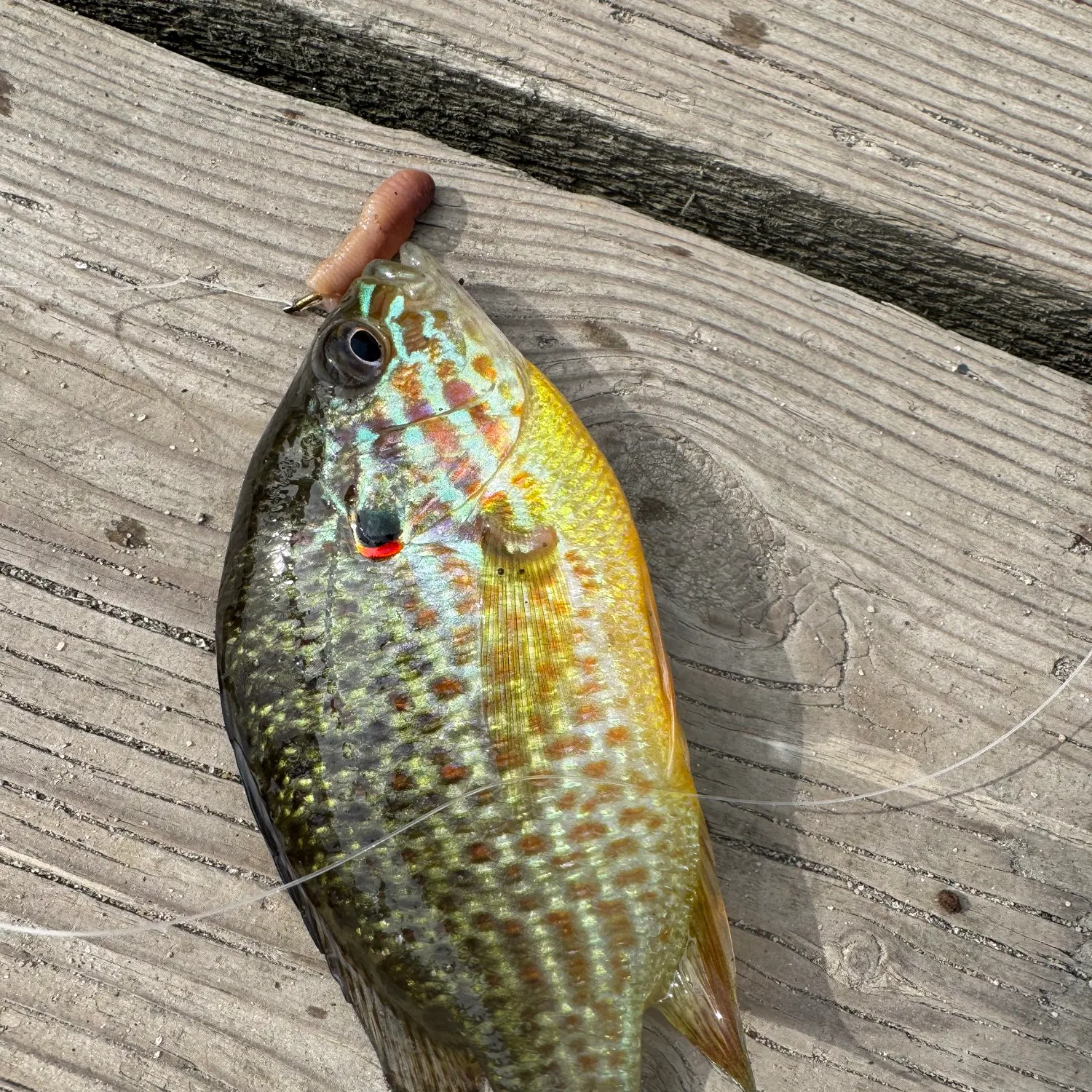 Pumpkinseed caught on Fishbrain