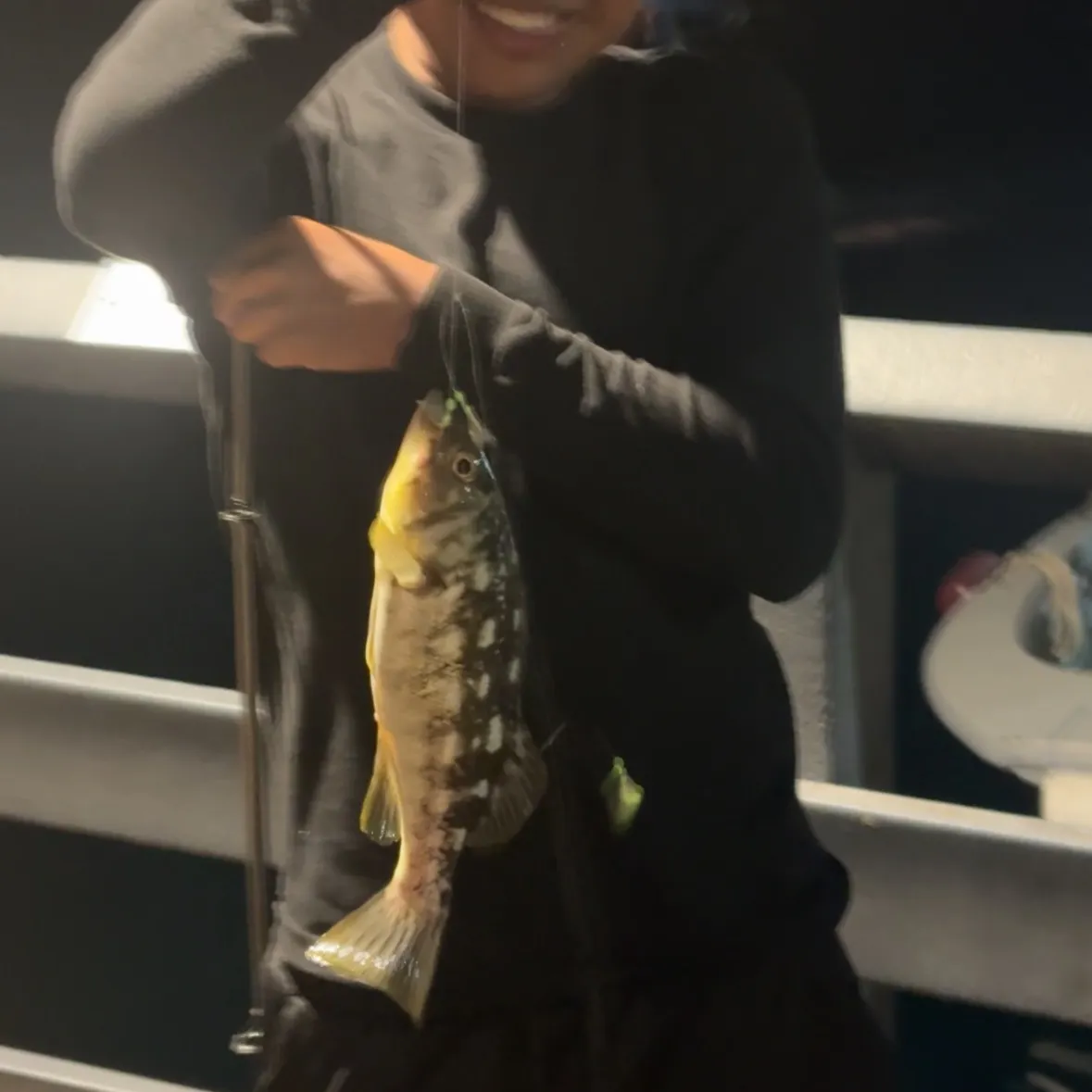 Kelp bass caught on Fishbrain