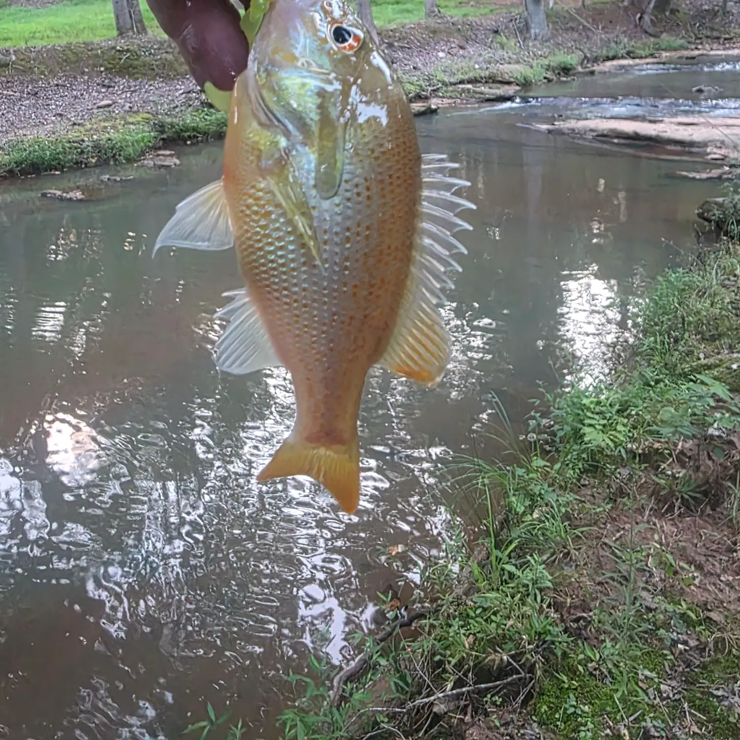 Redbreast sunfish caught on Fishbrain