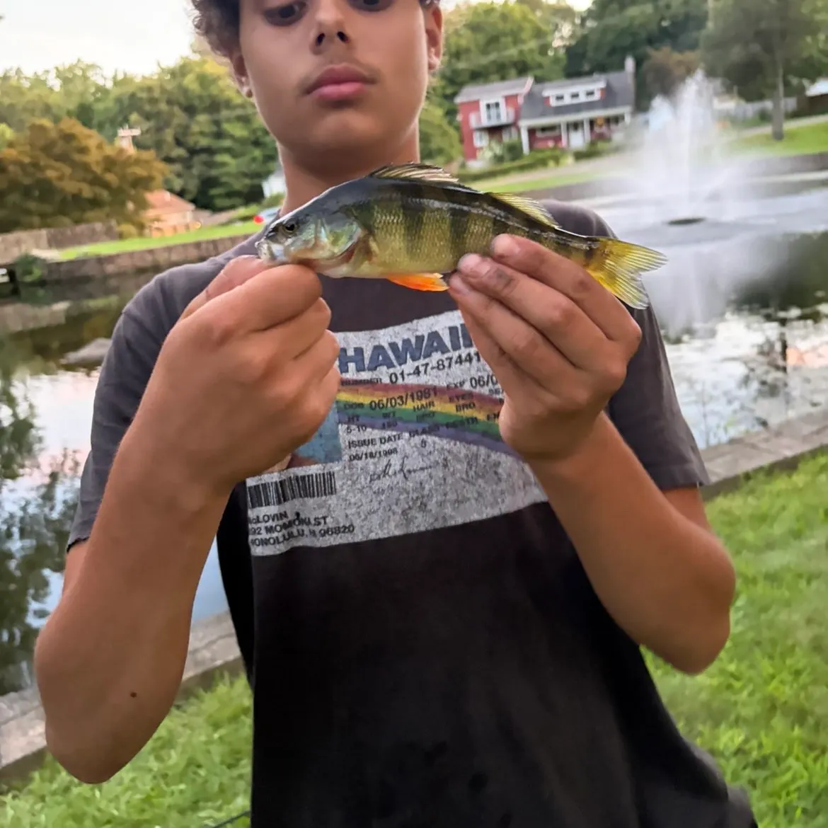 Yellow perch caught on Fishbrain