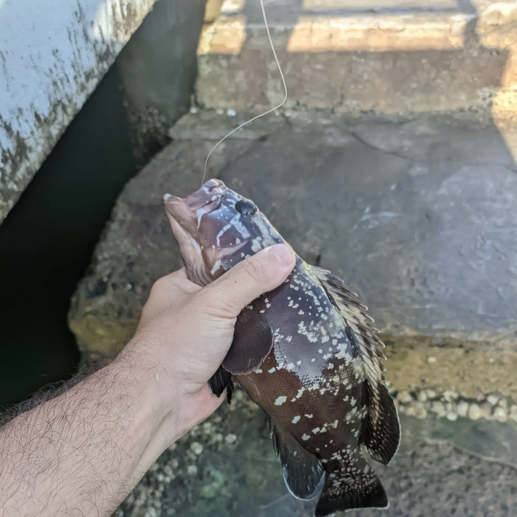 most liked catch image
