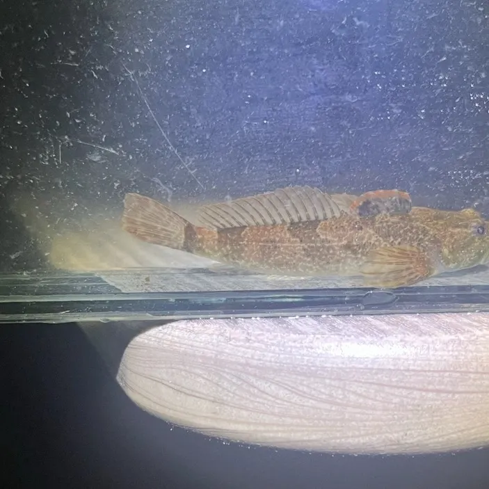 The most recent Blueridge sculpin catches on Fishbrain