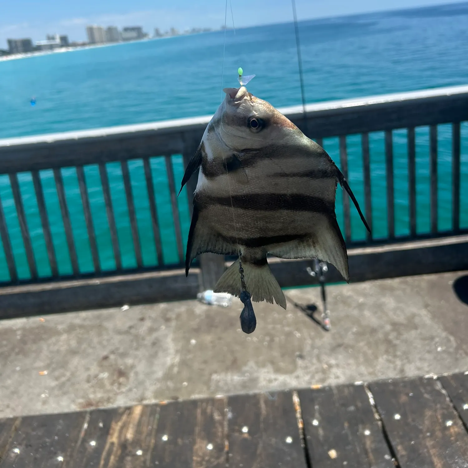 The most recent Pacific spadefish catches on Fishbrain