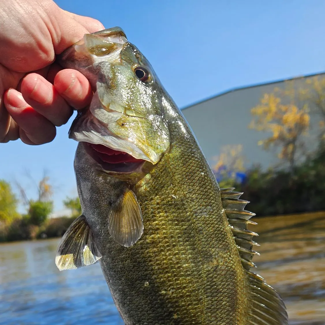 Smallmouth bass caught on Fishbrain