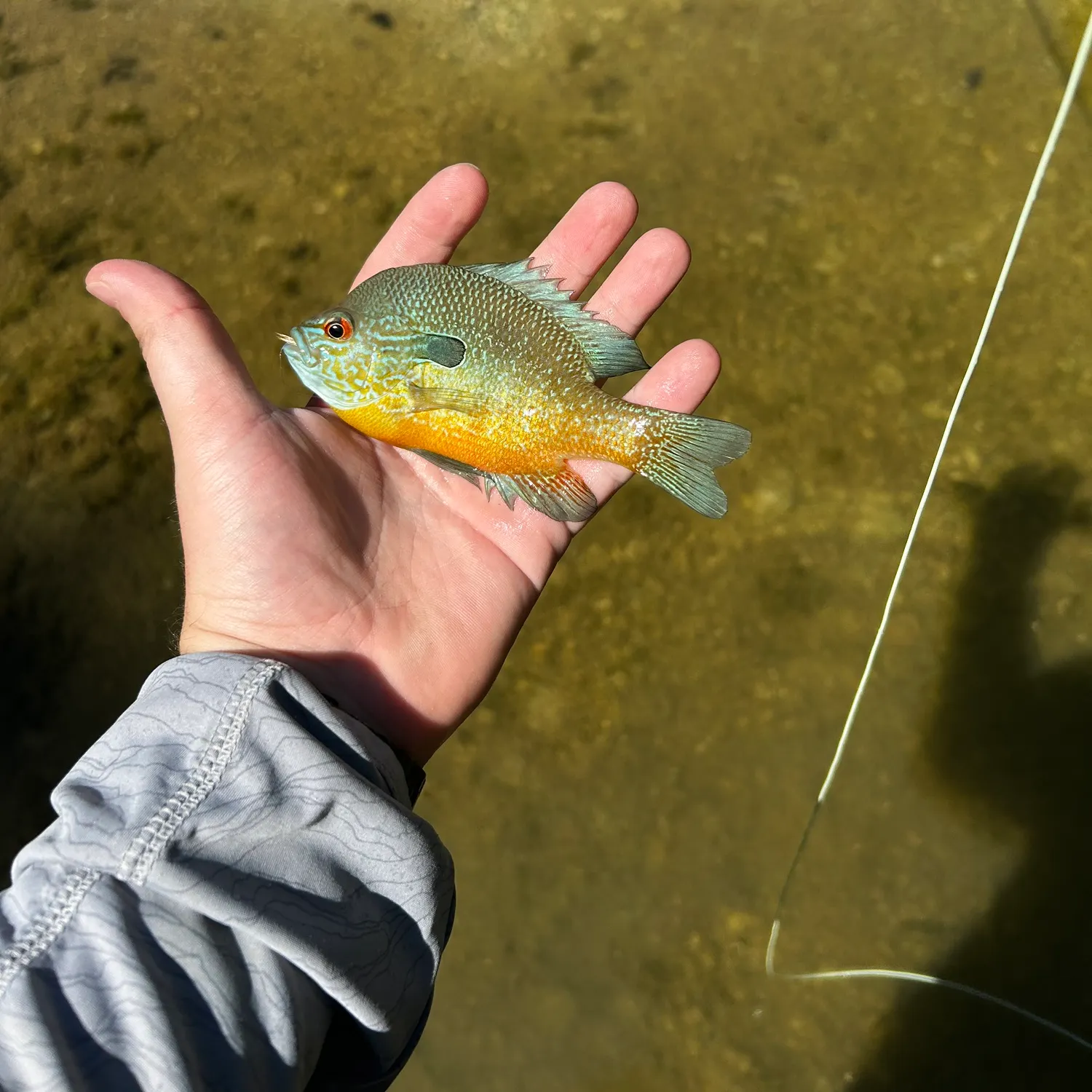 Longear sunfish caught on Fishbrain