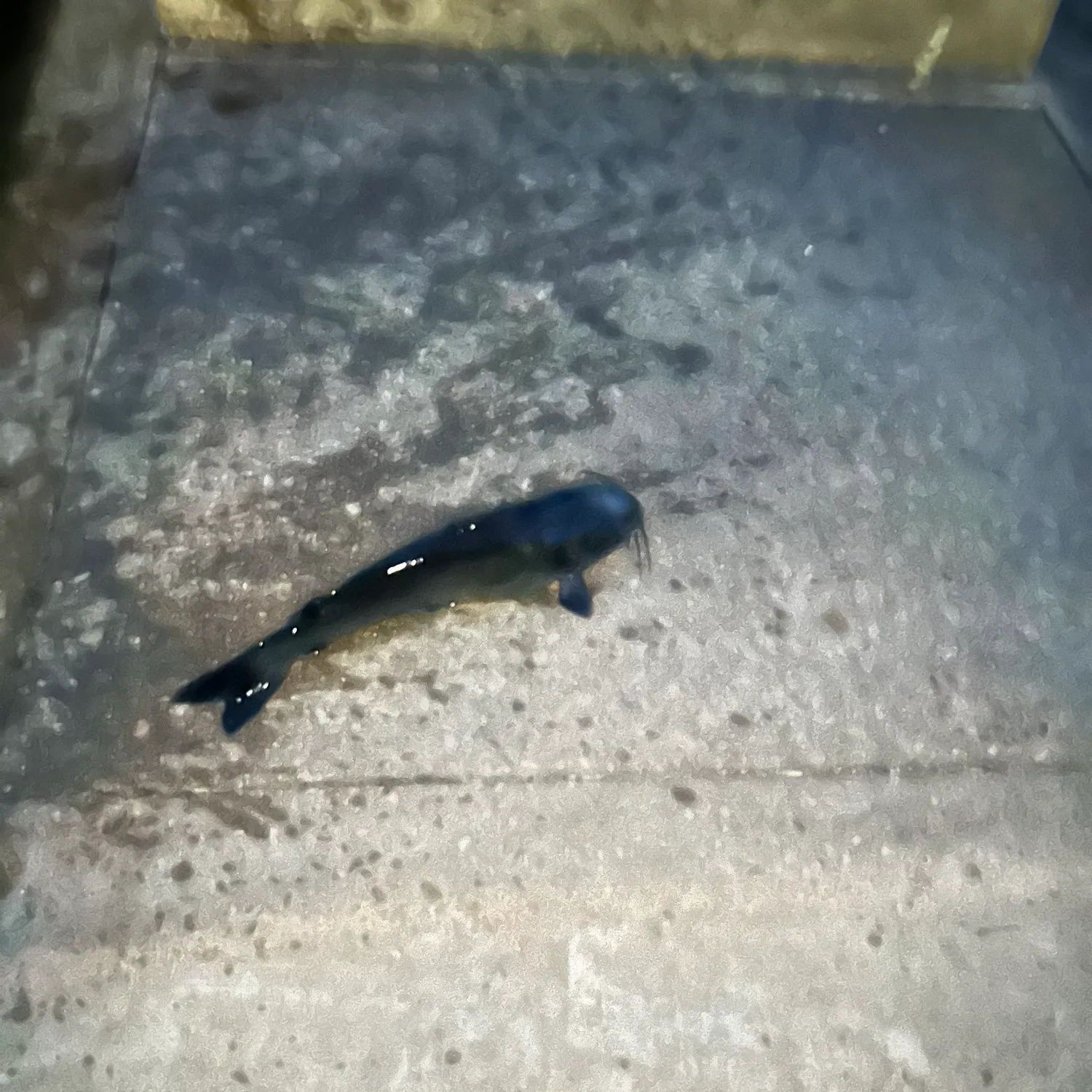 Black bullhead caught on Fishbrain