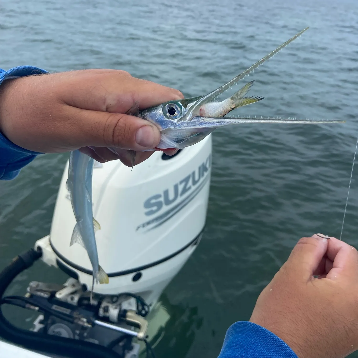 The most recent Flat needlefish catches on Fishbrain